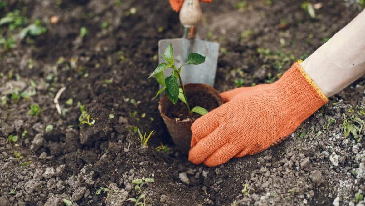 Mamaearth and Zepto Team Up for Sustainability
